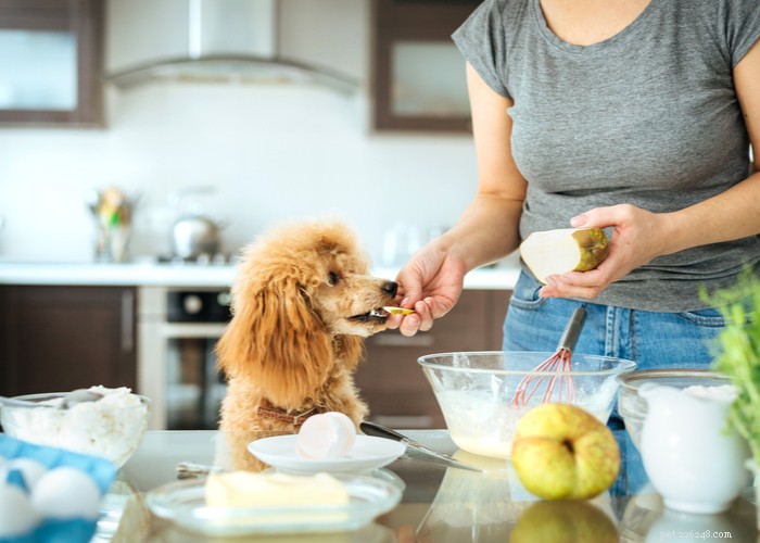Vet‑Approved Homemade Puppy Food Recipes for Optimal Growth