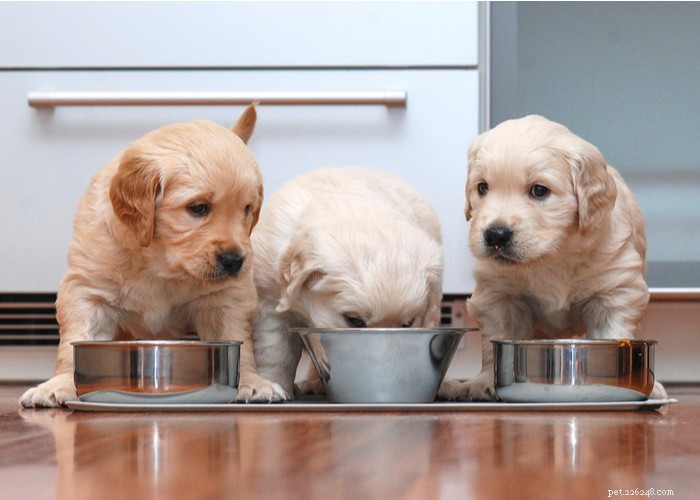 Vet‑Approved Homemade Puppy Food Recipes for Optimal Growth