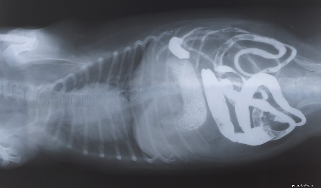 Understanding Your Dog’s Digestive System: What Foods They Can and Cannot Digest