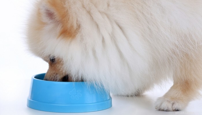 Understanding Your Dog’s Digestive System: What Foods They Can and Cannot Digest