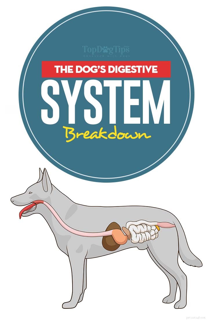 Understanding Your Dog’s Digestive System: What Foods They Can and Cannot Digest