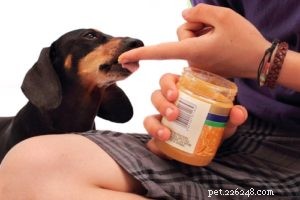 Understanding Your Dog’s Digestive System: What Foods They Can and Cannot Digest