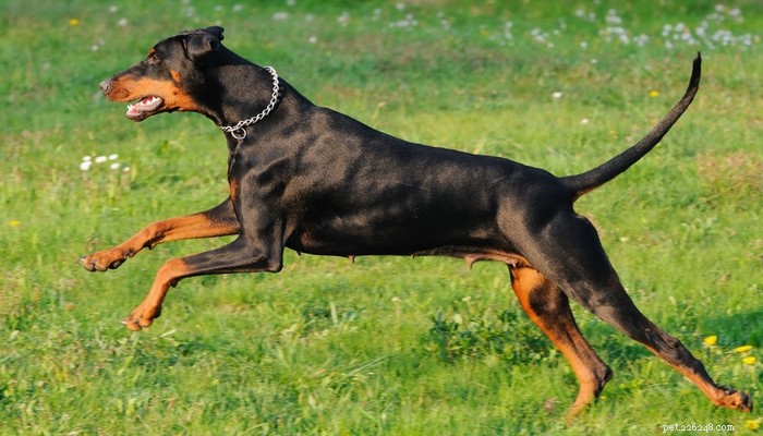 Premium Dog Food for Dobermans: Expert Nutrition Guide for Doberman Pinschers