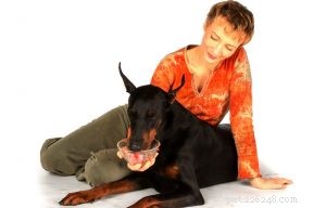 Premium Dog Food for Dobermans: Expert Nutrition Guide for Doberman Pinschers