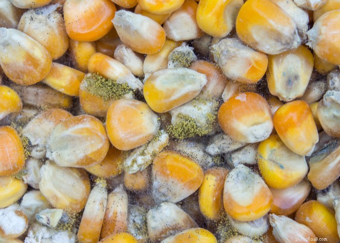 Mycotoxins in Dog Food: Risks, Recognition, and Prevention for Your Pet