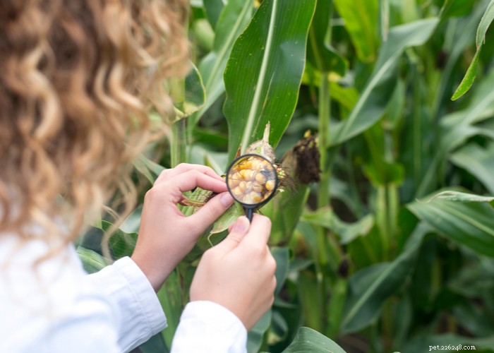 Mycotoxins in Dog Food: Risks, Recognition, and Prevention for Your Pet