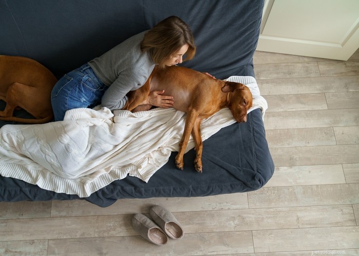 Mycotoxins in Dog Food: Risks, Recognition, and Prevention for Your Pet