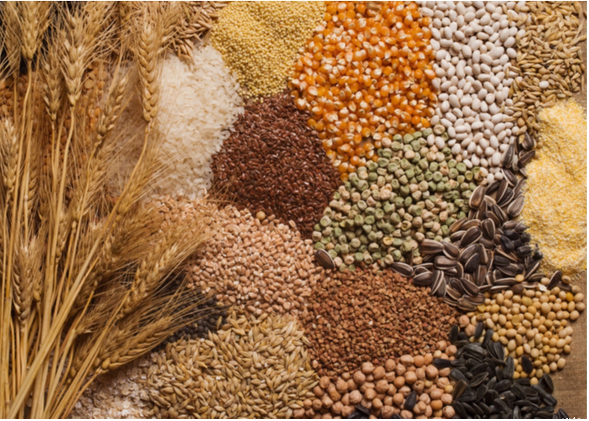 Safe Grains for Dogs: What to Feed Your Pet