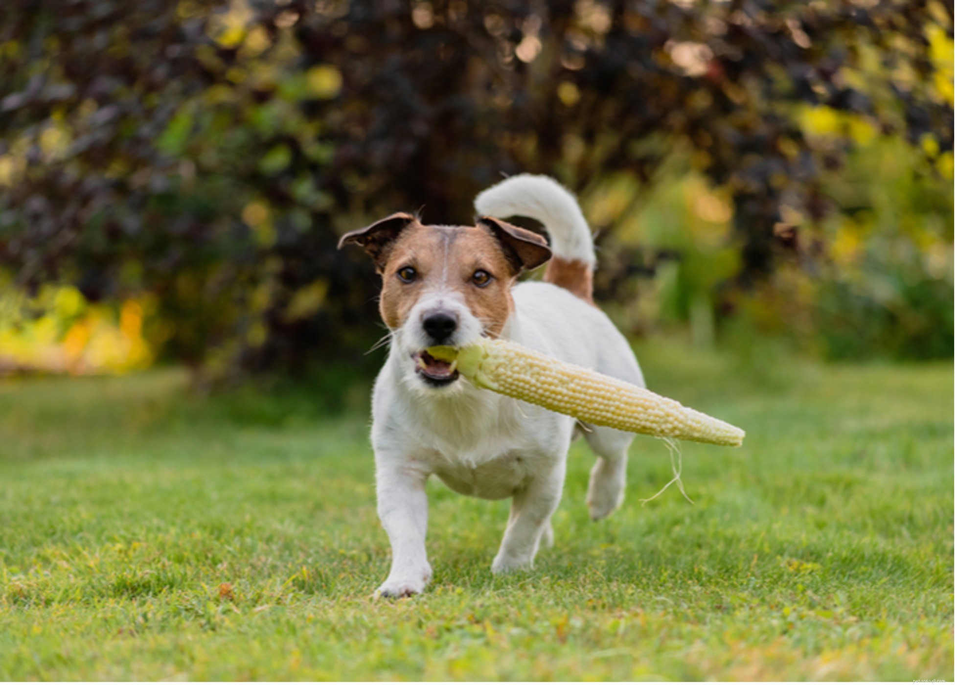 Safe Grains for Dogs: What to Feed Your Pet