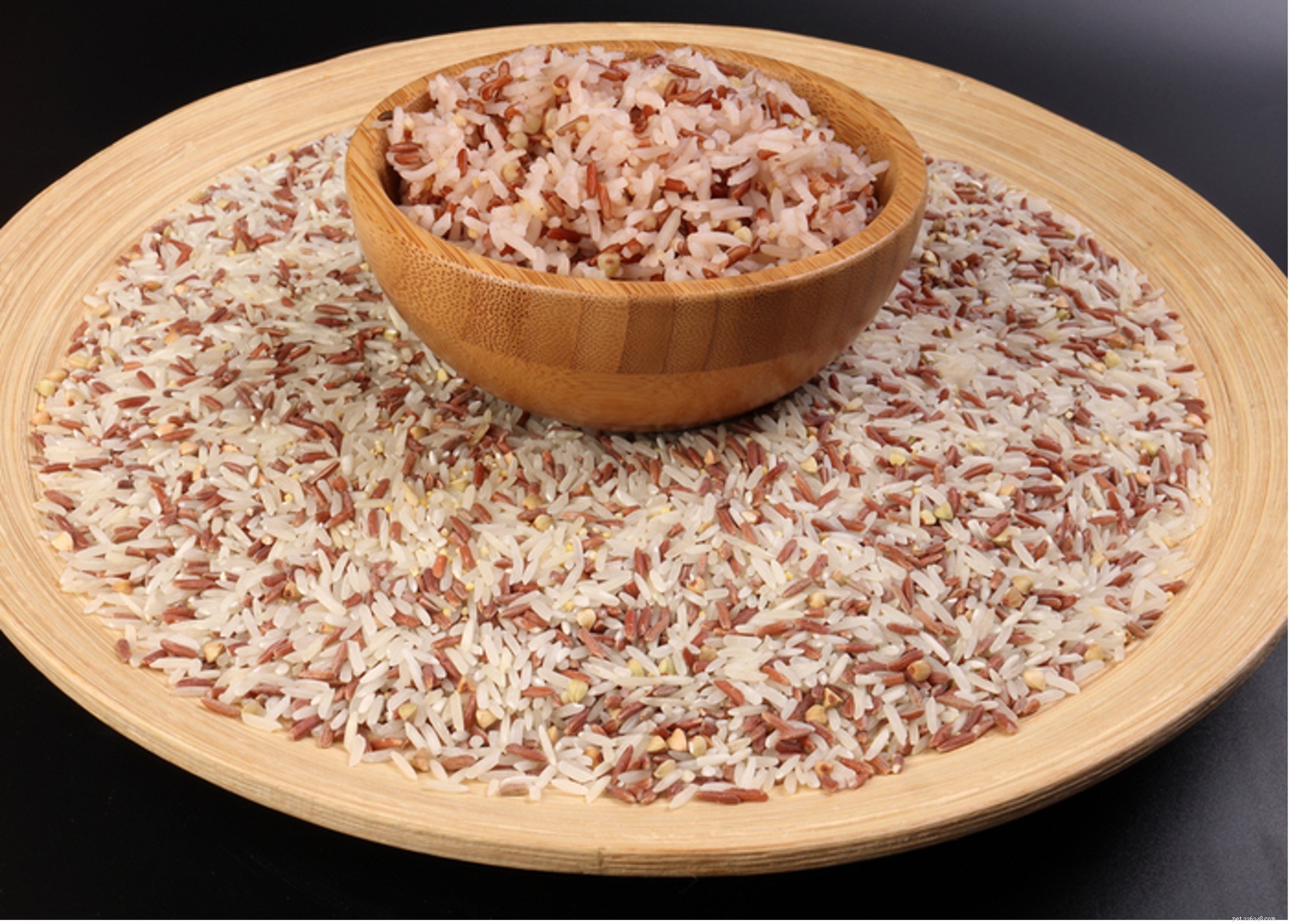 Safe Grains for Dogs: What to Feed Your Pet
