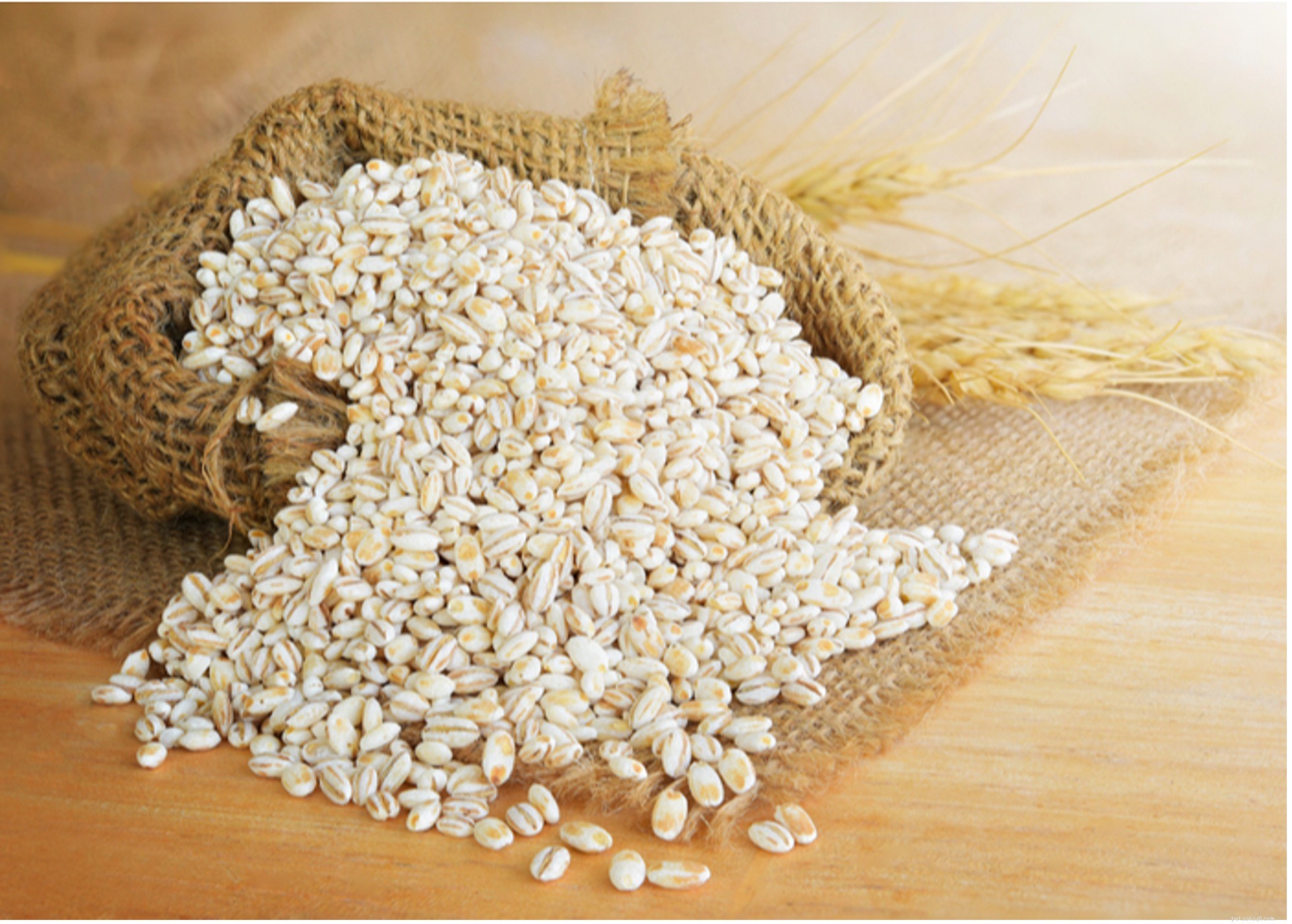 Safe Grains for Dogs: What to Feed Your Pet