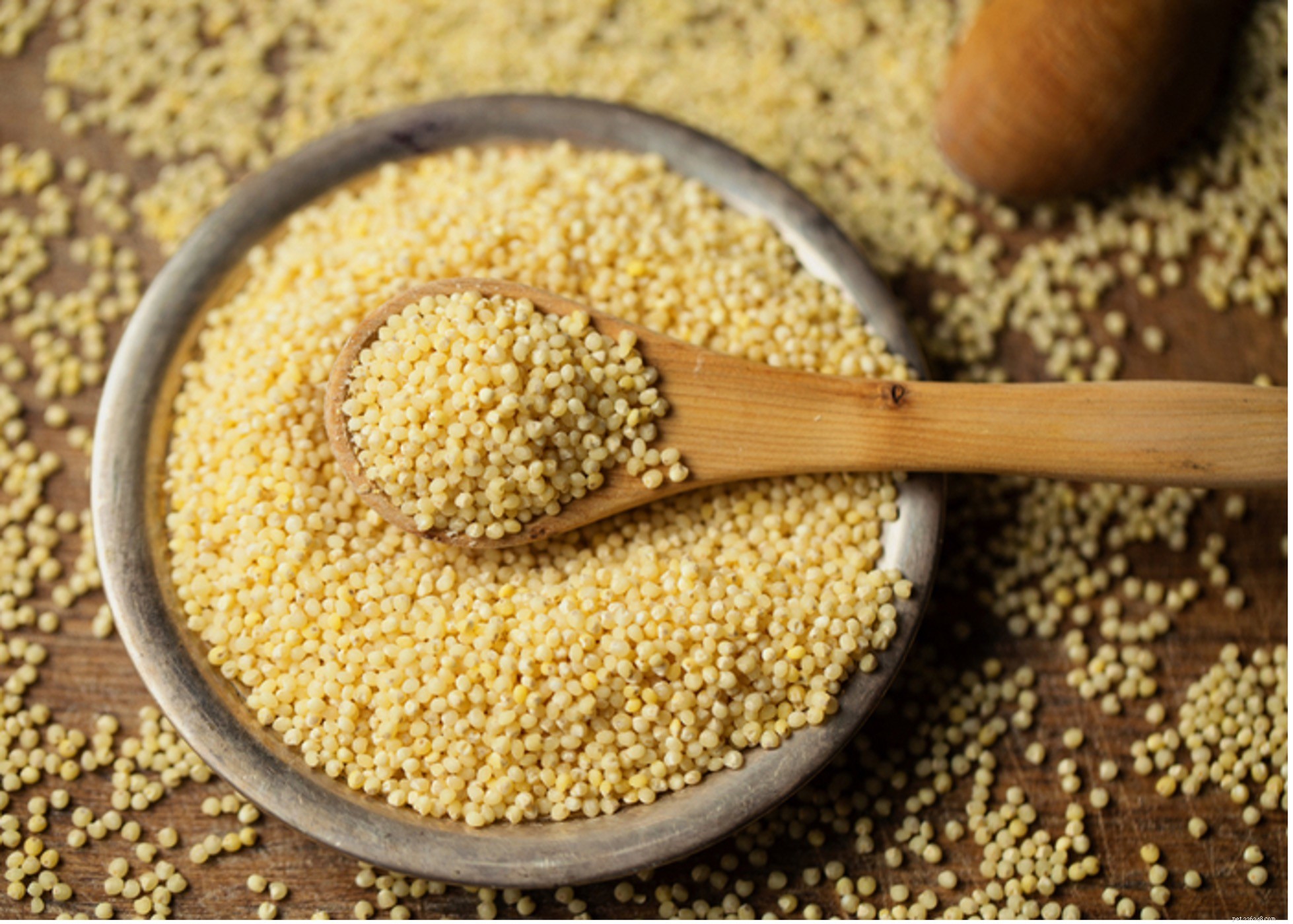 Safe Grains for Dogs: What to Feed Your Pet
