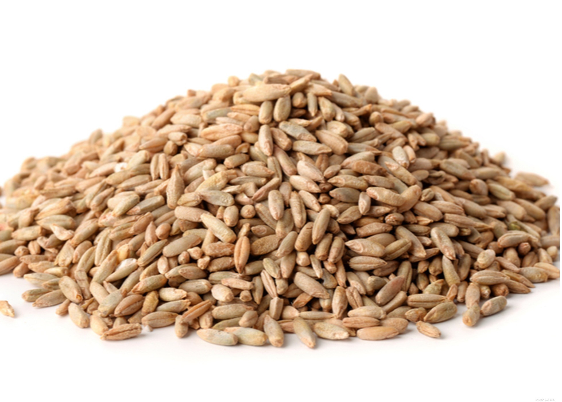 Safe Grains for Dogs: What to Feed Your Pet
