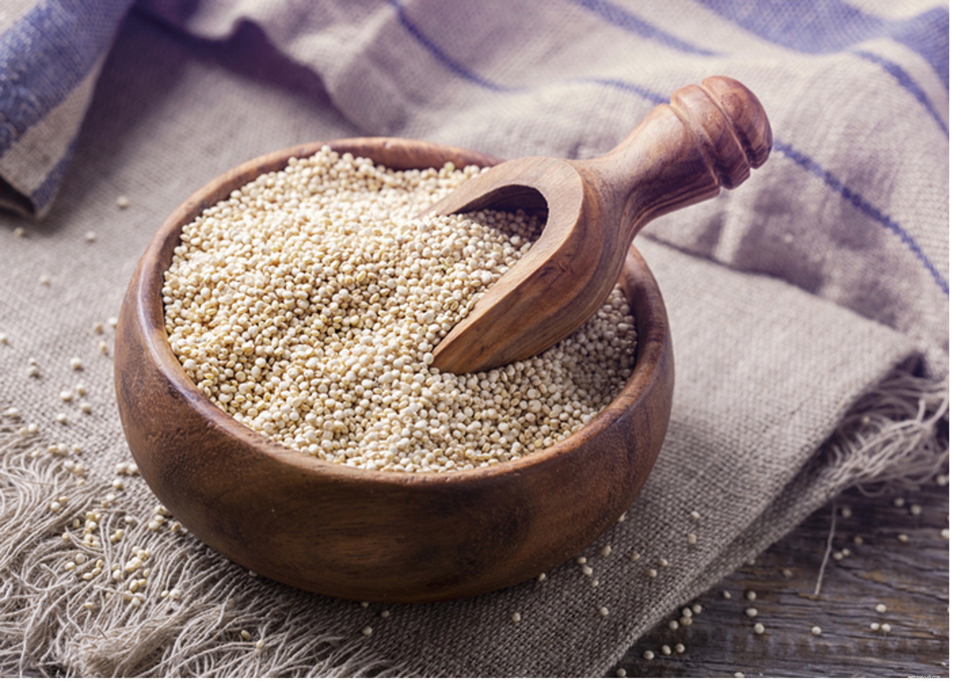 Safe Grains for Dogs: What to Feed Your Pet