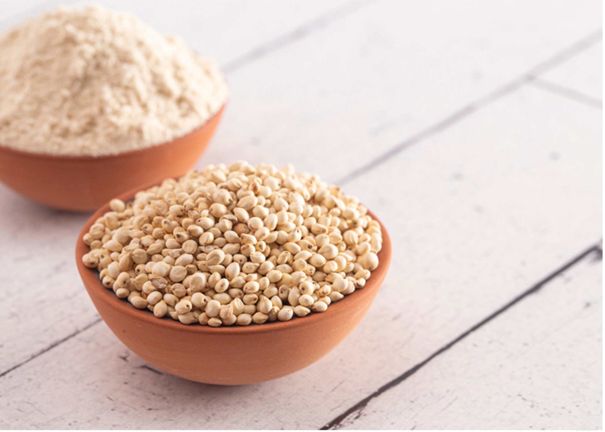 Safe Grains for Dogs: What to Feed Your Pet