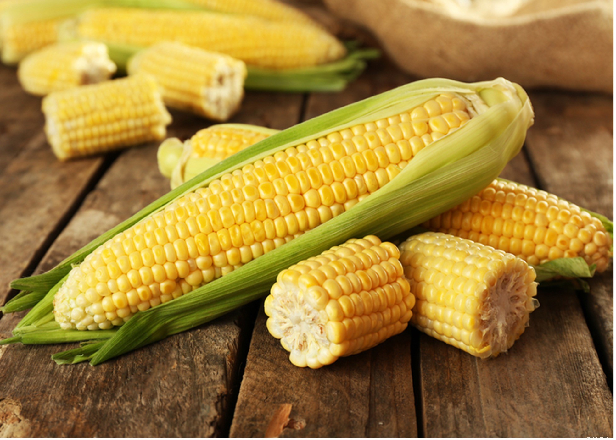 Safe Grains for Dogs: What to Feed Your Pet
