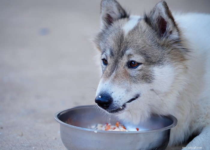 Choosing the Right Rice for Your Dog: Health Benefits & Top Picks