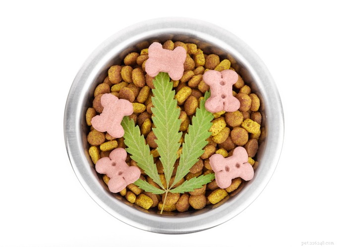 Top 5 Trusted CBD Dog Treat Brands for Health & Wellness