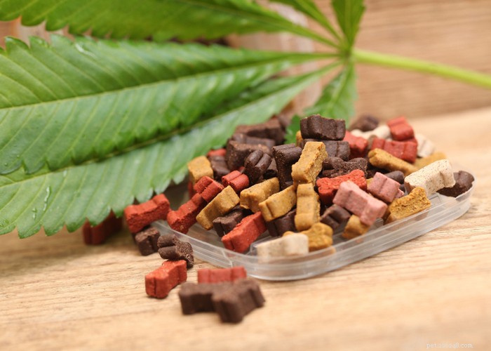 Top 5 Trusted CBD Dog Treat Brands for Health & Wellness