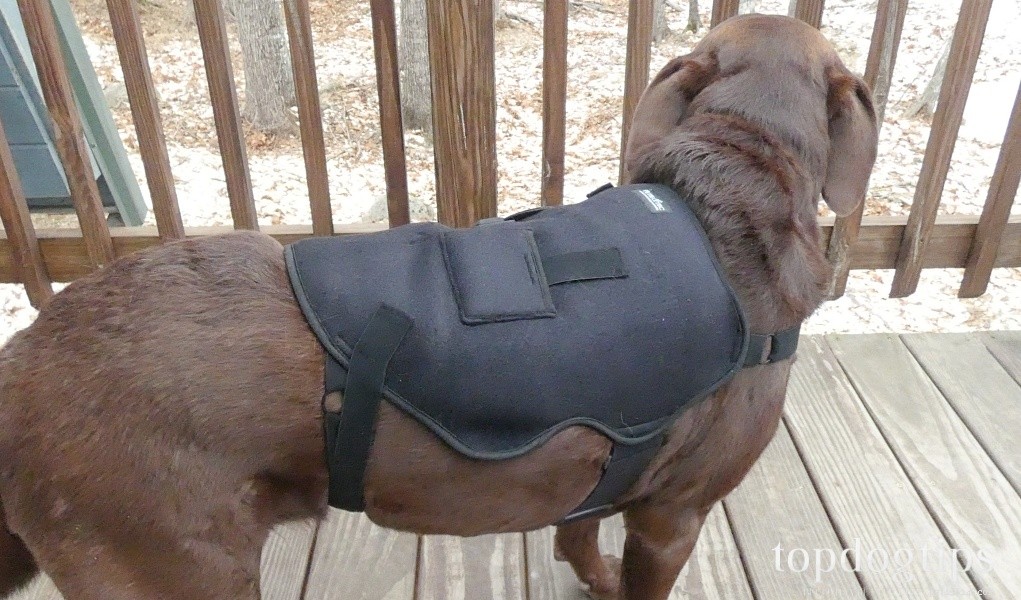 Petie Tec Heated Therapy Device Review: Relieve Your Dog’s Pain & Arthritis