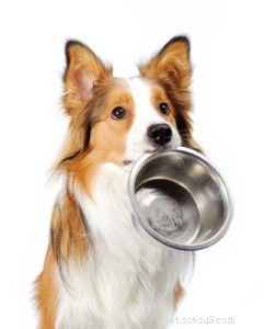 Veterinarian Guide: Safe Diet Plans for Overweight Dogs