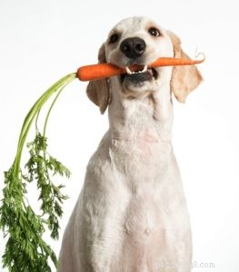Veterinarian Guide: Safe Diet Plans for Overweight Dogs