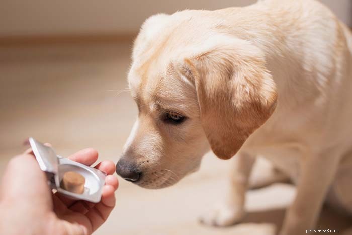 Top 12 OTC & Calming Supplements to Ease Dog Anxiety