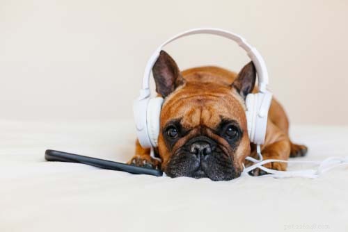 Top 12 OTC & Calming Supplements to Ease Dog Anxiety