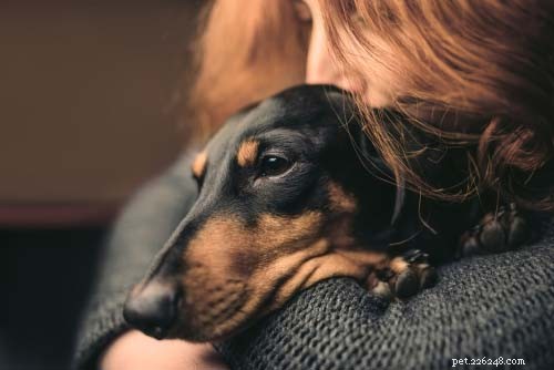 Top 12 OTC & Calming Supplements to Ease Dog Anxiety