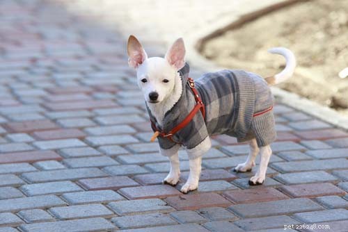 Top 12 OTC & Calming Supplements to Ease Dog Anxiety