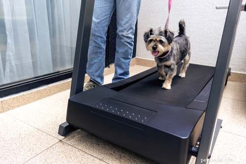 Top 12 OTC & Calming Supplements to Ease Dog Anxiety