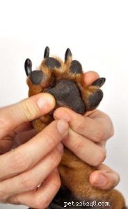 Top 7 Dog Paw Problems & How to Fix Them