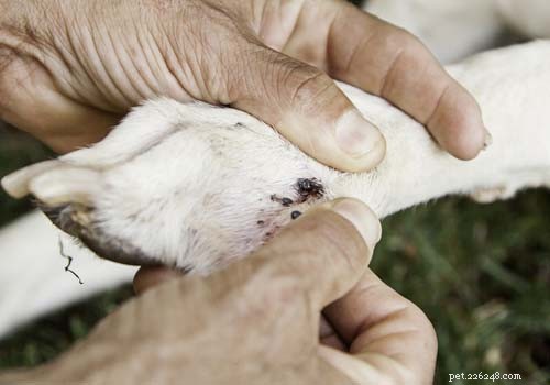 Top 7 Dog Paw Problems & How to Fix Them
