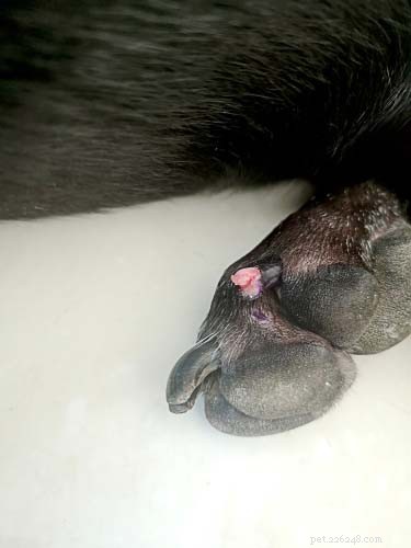 Top 7 Dog Paw Problems & How to Fix Them