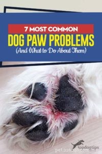 Top 7 Dog Paw Problems & How to Fix Them