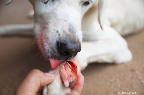 Top 7 Dog Paw Problems & How to Fix Them