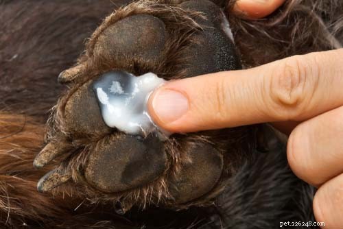 Top 7 Dog Paw Problems & How to Fix Them