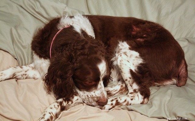 8 Trusted Guides to Identify and Treat Your Dog s Common Allergies