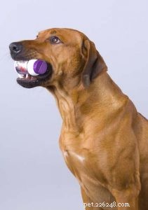 56 Must-Have Dog Supplements for Health, Energy, and Longevity
