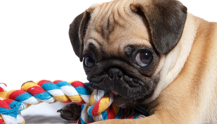 Effective Strategies to Alleviate Your Dog’s Separation Anxiety