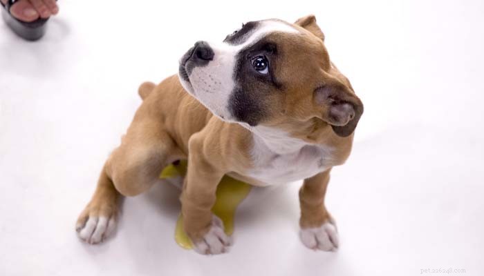 Effective Strategies to Alleviate Your Dog’s Separation Anxiety