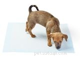 Effective Strategies to Alleviate Your Dog’s Separation Anxiety