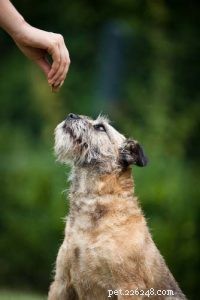 How to Get Your Dog to Take Essential Supplements She Hates