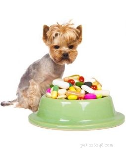 How to Get Your Dog to Take Essential Supplements She Hates