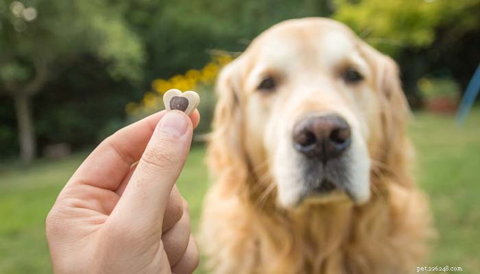 How to Get Your Dog to Take Essential Supplements She Hates