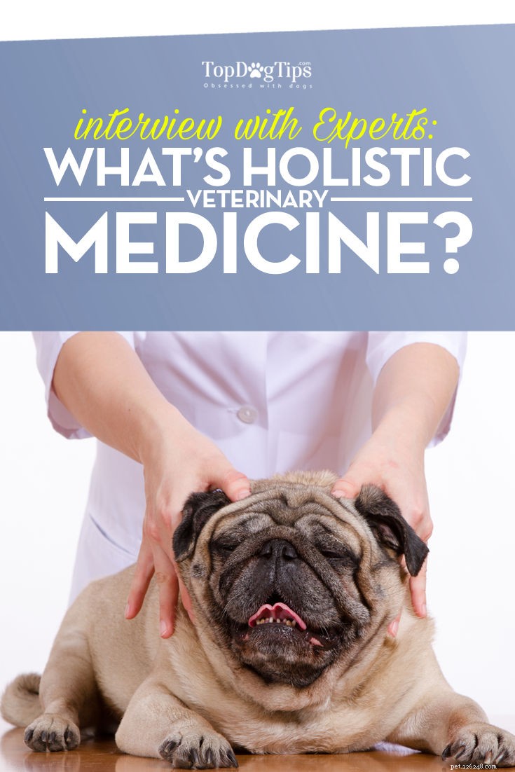 Holistic Veterinary Medicine for Dogs: Expert Insights & Benefits