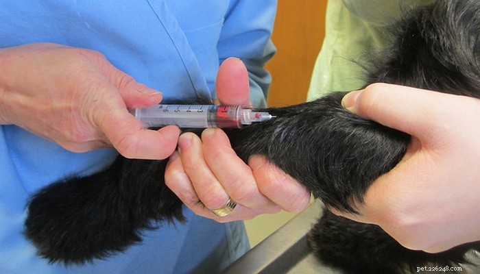 Holistic Veterinary Medicine for Dogs: Expert Insights & Benefits