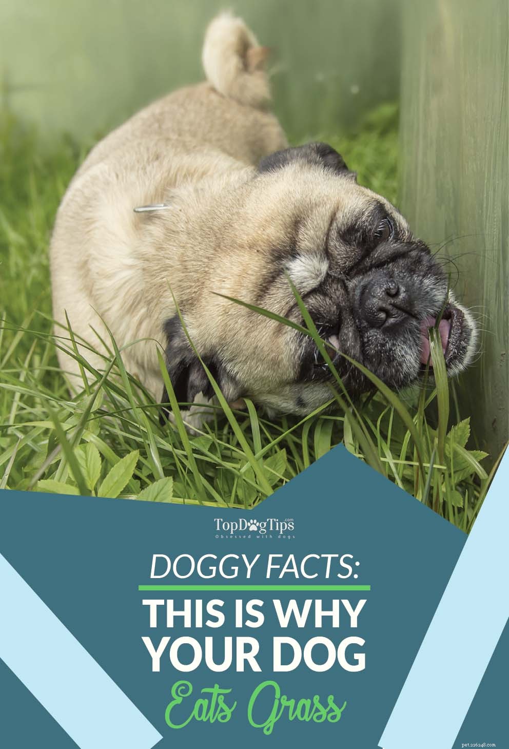Why Do Dogs Eat Grass? Understanding the Need and Enjoyment Behind the Habit
