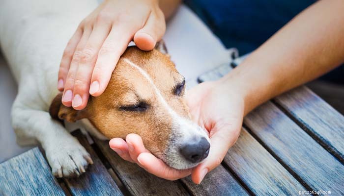 Why Do Dogs Eat Grass? Understanding the Need and Enjoyment Behind the Habit