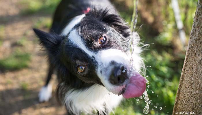 Why Do Dogs Eat Grass? Understanding the Need and Enjoyment Behind the Habit